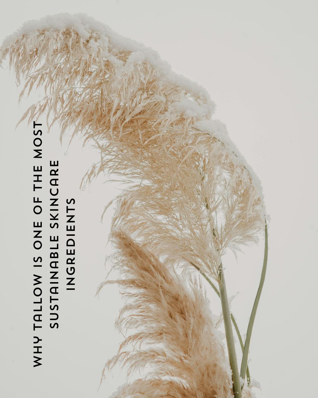 Why Tallow Is One Of The Most Sustainable Skincare Ingredients